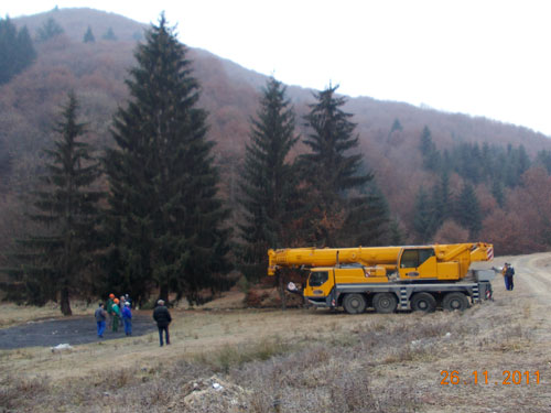 Foto: brad Craciun - Strambu Baiut (c) eMaramures.ro